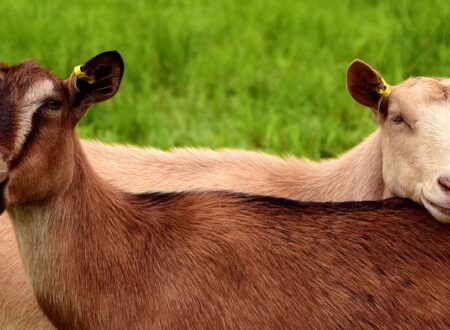 La capra: i segnali che anticipano il parto